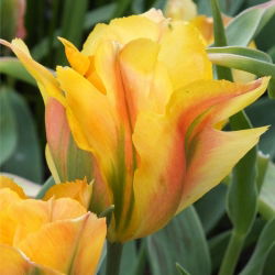 Tulipa Artist de Aur - Tulip Artist de Aur - 5 bulbi - Tulipa Golden Artist
