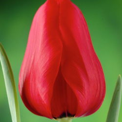 Tulipa Ile de France - 5 názorov