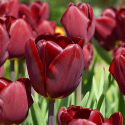 Tulipa Jan Reus  - 郁金香Jan Reus  -  5个洋葱