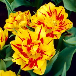 Tulipaner Monsella - pakke med 5 stk - Tulipa Monsella