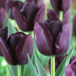Tulipa kráľovná noci - Tulipán kráľovná noci - 5 kvetinové cibule - Tulipa Queen of Night