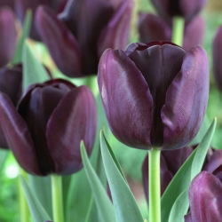 Tulipa kráľovná noci - Tulipán kráľovná noci - 5 kvetinové cibule - Tulipa Queen of Night