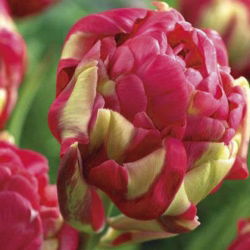 Tulipa Renown Unique - توليب رينو فريد - 5 لمبات
