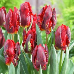 Tulipano Rococo - pacchetto di 5 pezzi - Tulipa Rococo
