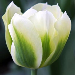 Tulipa verde verde - Tulip verde verde - 5 bulbi - Tulipa Spring Green