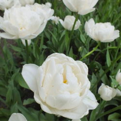 Tulipa Mount Tacoma – Tulpe Mount Tacoma - 5 Zwiebeln