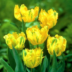 Tulipano Texas Gold - pacchetto di 5 pezzi - Tulipa Texas Gold