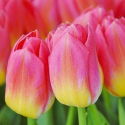 Tulipa Tom Thumb - Lale Tom Thumb - 5 ampul - Tulipa Tom Pouce