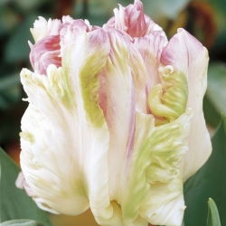 Tulipa Webers Parrot - توليب ويبرز باروت - 5 لمبات