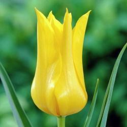Tulipano West Point - pacchetto di 5 pezzi - Tulipa West Point