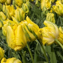 Tulipano Golden Glasnost - pacchetto di 5 pezzi - Tulipa Golden Glasnost