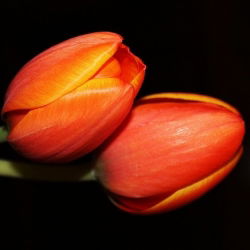 Tulipa Orange - Tulip Orange - 5 soğan