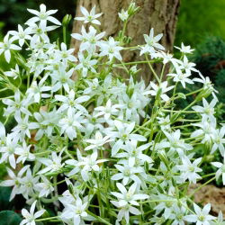 Ornithogalum umbellatum - paquete de 10 piezas