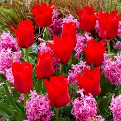 Tulip merah dan set hyacinth merah jambu - 40 pcs - 