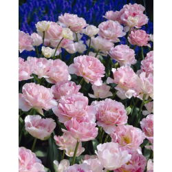 توليب أنجيليك - توليب أنجيليك - 5 لمبات - Tulipa Angelique