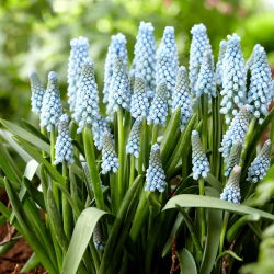 Muscari Ester - Ester de hacin de struguri - 10 bulbi