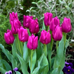 Tulipa Passionale - paquete de 5 piezas