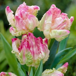 Tulipa Webers Parrot - Tulipán Webers Parrot - 5 květinové cibule