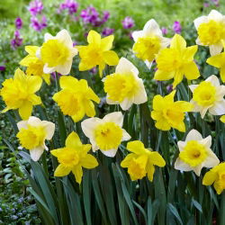 Set de narcisos amarillos y blancos - 50 piezas - 