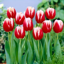 Tulipa Leen van der Mark - paquete de 5 piezas
