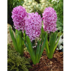 ผักตบชวาอเมทิส - 3 ชิ้น -  Hyacinthus orientalis