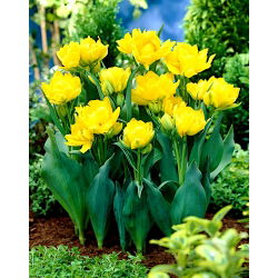 تيوليب مونتي كارلو - توليب مونتي كارلو - 5 لمبات - Tulipa Monte Carlo