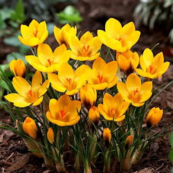 Крокус Златовласка - 10 цибулин - Crocus Goldilocks