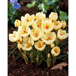 Crocus Cream Beauty - pack besar! - 200 pcs - 