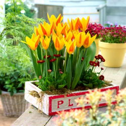 郁金香朱塞佩威尔第 - 郁金香朱塞佩威尔第 -  5个洋葱 - Tulipa Giuseppe Verdi