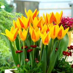 Tulipa Giuseppe Verdi - pacote de 5 peças