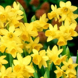 Narcissus Jonquilla Sweetness - 5 луковици