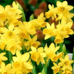 Jonquil - kiiret nartsiss - magusus - suur pakend! - 100 tk - 