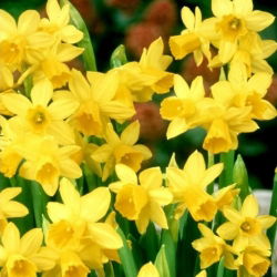 Jonquil - Rush Narciso - Dulzura - Paquete XXL! - 300 piezas - 