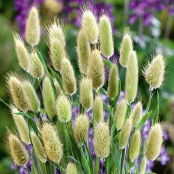 Hare's Tail Grass, Bunny Tails semená - Lagurus ovatus - 3200 semien
