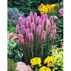 Gayfeather - Pink - Liatris spicata - Majestic Violet Spires - Fresh Seeds