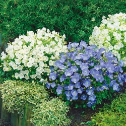 Tussock Bellflower - Mixed - Campanula carpatica - Charming Summer Bells - Fresh Seeds