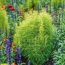 Kochia - Kochia scoparia - Versatile for Pots or Garden Borders - Fresh Seeds