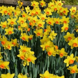 Narcissus Fortissimo - Daffodil Fortissimo - 5 lukovica