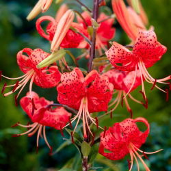 Liljesläktet Red Tiger - Lilium Red Tiger