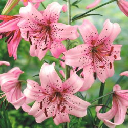 Lilium, Lily Pink Tiger - bebawang / umbi / akar - Lilium Pink Tiger