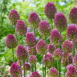 Allium Sphaerocephalon - csomag 20 darab
