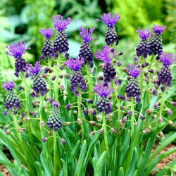 Muscari Comosum - Hibiscus de struguri Comosum - 5 bulbi