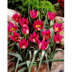 Tulipa Persian Pearl - Tulip Persia Pearl - 5 bulbs