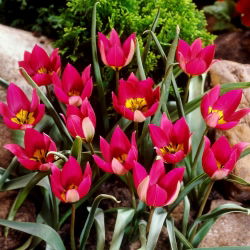 Tulipa Persian Pearl - Tulip Persia Pearl - 5 bulbs