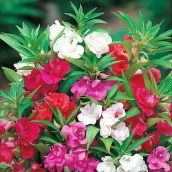 Låg balsamin - blandning - Impatiens balsamina - Färgstarka blommor med låg balsamin - Färska frön