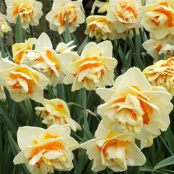 Daffodil Manly - 5 komada; narcis - Narcissus