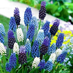 Hroznová hyacint - Muscari - Farebný výber - 160 ks - 