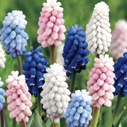 Hroznová hyacint - Muscari - Výber 4 farebných odrôd - 60 ks - 