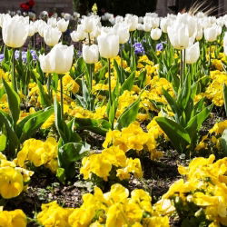 Hvit tulipan og gul storblomstret pansy - løk og frø sett