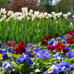 Campuran tulip putih dan taman pelbagai - bebawang dan set biji -  - benih